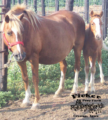 Spring 2005 Colt #1
