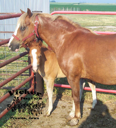 Spring 2005 Colt #4