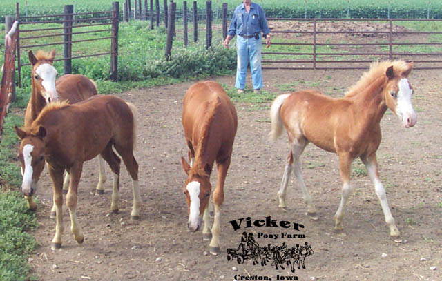 Spring 2005 Colt #6