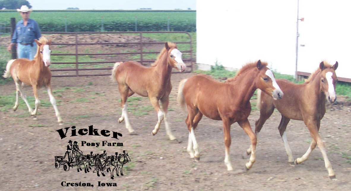 Spring 2005 Colt #7