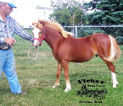 Vics Frontier Sunglow Skeeter Vics Frontier Sunglow Skeeter