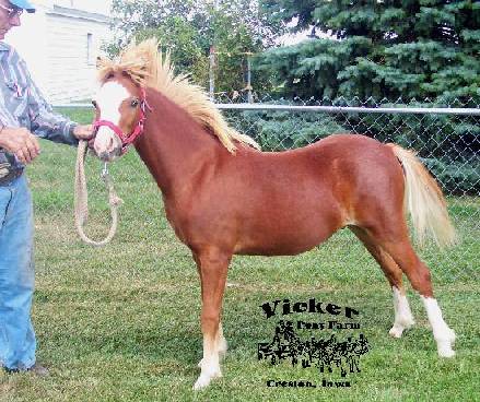 Vic's Fronteer Sunglow Skeeter Vic's Fronteer Sunglow Skeeter
