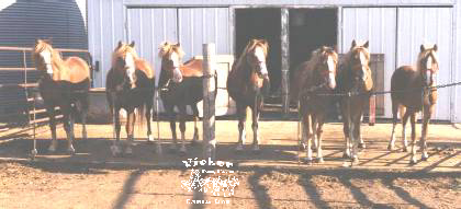 6 pony hitch and yearling Sold to Los Angles CA.